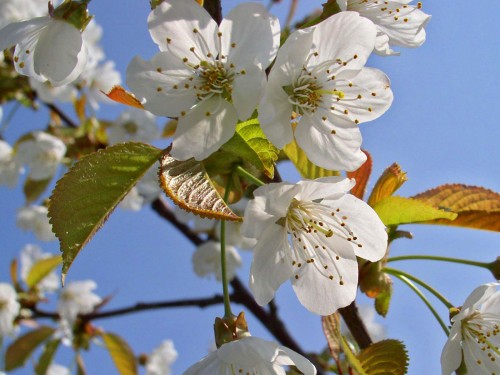 white tree blossom flower 1 screensaver